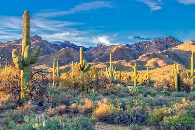 7f35546f2c8a499d7d7aefd35ea0ceba